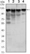 Hexokinase 1 antibody, A01504, Boster Biological Technology, Western Blot image 