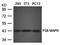 p38 mapk antibody, orb76573, Biorbyt, Western Blot image 