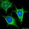 ADAM Metallopeptidase Domain 10 antibody, ab39178, Abcam, Immunofluorescence image 