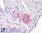 Netrin 4 antibody, LS-B7403, Lifespan Biosciences, Immunohistochemistry frozen image 