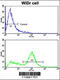 Latexin antibody, 57-910, ProSci, Immunofluorescence image 