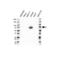 Lymphocyte Cytosolic Protein 2 antibody, VPA00758, Bio-Rad (formerly AbD Serotec) , Western Blot image 