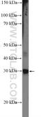 Cell Death Inducing DFFA Like Effector C antibody, 12287-1-AP, Proteintech Group, Western Blot image 