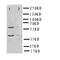 Interferon Regulatory Factor 2 antibody, LS-C312960, Lifespan Biosciences, Western Blot image 