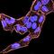 NADH:Ubiquinone Oxidoreductase Subunit A1 antibody, orb76175, Biorbyt, Immunofluorescence image 