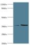 WD Repeat Domain 77 antibody, LS-C379216, Lifespan Biosciences, Western Blot image 