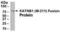 Katanin p80 WD40-containing subunit B1 antibody, XW-8037, ProSci, Western Blot image 