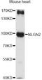 Neuroligin 2 antibody, LS-C749296, Lifespan Biosciences, Western Blot image 