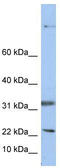 Selenoprotein F antibody, TA346587, Origene, Western Blot image 