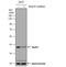 RAD51 Recombinase antibody, NBP2-20058, Novus Biologicals, Western Blot image 