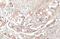 Thrombospondin 2 antibody, GTX636411, GeneTex, Immunohistochemistry paraffin image 