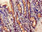 Embigin antibody, CSB-PA754239LA01HU, Cusabio, Immunohistochemistry paraffin image 