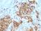 Sialyl Lewis a antibody, MBS438211, MyBioSource, Immunohistochemistry frozen image 