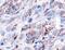 Heat Shock Protein Family D (Hsp60) Member 1 antibody, NBP1-77396, Novus Biologicals, Immunohistochemistry paraffin image 