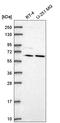 Transcription Factor EB antibody, HPA049532, Atlas Antibodies, Western Blot image 