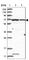 Arginyl Aminopeptidase antibody, HPA036075, Atlas Antibodies, Western Blot image 