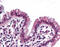 SWI/SNF Related, Matrix Associated, Actin Dependent Regulator Of Chromatin, Subfamily B, Member 1 antibody, 51-916, ProSci, Immunohistochemistry frozen image 