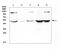 ATF4 antibody, A00371-1, Boster Biological Technology, Western Blot image 