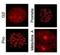 Centromere Protein U antibody, NBP1-77938, Novus Biologicals, Immunofluorescence image 