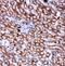 Integrin Subunit Alpha 6 antibody, PA2210, Boster Biological Technology, Immunohistochemistry frozen image 