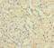 Alpha 1,4-Galactosyltransferase (P Blood Group) antibody, LS-C675349, Lifespan Biosciences, Immunohistochemistry paraffin image 