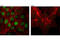 Retinoic Acid Receptor Gamma antibody, 8965T, Cell Signaling Technology, Immunofluorescence image 