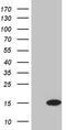 Eukaryotic Translation Initiation Factor 4E Family Member 3 antibody, TA811804S, Origene, Western Blot image 