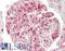 Adiponectin, C1Q And Collagen Domain Containing antibody, LS-B13179, Lifespan Biosciences, Immunohistochemistry paraffin image 