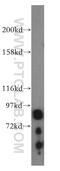 Oligophrenin 1 antibody, 17445-1-AP, Proteintech Group, Western Blot image 