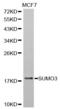 Small Ubiquitin Like Modifier 3 antibody, MBS127698, MyBioSource, Western Blot image 