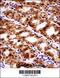 Paired Box 7 antibody, 57-920, ProSci, Immunohistochemistry paraffin image 