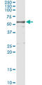 Kininogen 1 antibody, LS-C197582, Lifespan Biosciences, Immunoprecipitation image 