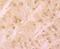 Huntingtin antibody, NBP2-75531, Novus Biologicals, Immunohistochemistry paraffin image 