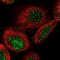Mastermind-like protein 2 antibody, NBP1-82891, Novus Biologicals, Immunofluorescence image 