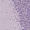 Small Integral Membrane Protein 18 antibody, HPA066648, Atlas Antibodies, Immunohistochemistry paraffin image 