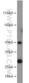 HORMA Domain Containing 1 antibody, 13917-1-AP, Proteintech Group, Western Blot image 