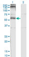 Cholinergic Receptor Nicotinic Delta Subunit antibody, LS-C196919, Lifespan Biosciences, Western Blot image 