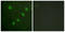 Activating Transcription Factor 2 antibody, LS-C198650, Lifespan Biosciences, Immunofluorescence image 