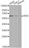 WASP antibody, A0978, ABclonal Technology, Western Blot image 