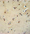 Sodium/potassium-transporting ATPase subunit beta-1 antibody, LS-C156644, Lifespan Biosciences, Immunohistochemistry frozen image 