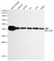 Beta-Actin antibody, MBS475037, MyBioSource, Western Blot image 