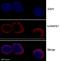 Heterogeneous Nuclear Ribonucleoprotein A1 antibody, ab5832, Abcam, Immunofluorescence image 