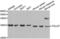 Toll Interacting Protein antibody, LS-C331982, Lifespan Biosciences, Western Blot image 