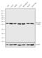 Beta-Actin antibody, MA5-15739-HRP, Invitrogen Antibodies, Western Blot image 