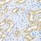 Bone Morphogenetic Protein 3 antibody, GTX65951, GeneTex, Immunohistochemistry paraffin image 