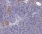 Glutathione S-Transferase Kappa 1 antibody, NBP2-80461, Novus Biologicals, Immunohistochemistry paraffin image 