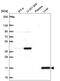 Cytidine Deaminase antibody, HPA064202, Atlas Antibodies, Western Blot image 