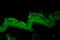 Heat Shock Protein 90 Alpha Family Class B Member 1 antibody, 11106, QED Bioscience, Immunohistochemistry frozen image 