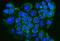 Glutaredoxin antibody, A03392-1, Boster Biological Technology, Immunofluorescence image 