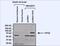 Spectrin Repeat Containing Nuclear Envelope Protein 1 antibody, MA1-13082, Invitrogen Antibodies, Western Blot image 